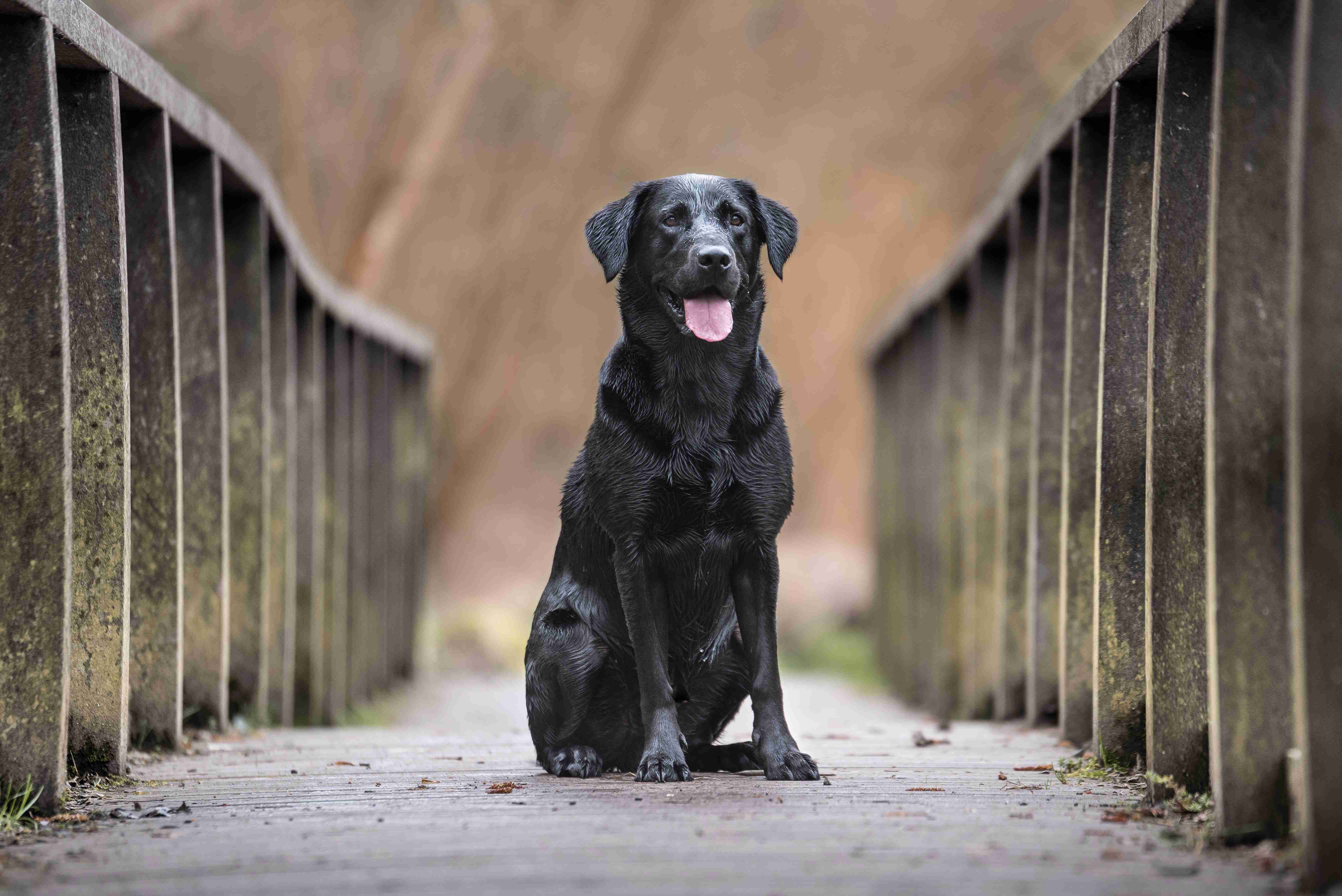 Labrador Retriever Grooming: The Importance of Regularly Checking for Lumps and Bumps